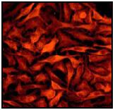 ab53007 stained HeLa cells at 1/100-1/250 dilution.