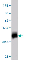 Western blot against tagged recombinant protein immunogen using ab54880 ATP synthase C antibody at 1ug/ml.