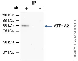 ATP1A2 was immunoprecipitated using 0.5mg Mouse Kidney tissue extract, 5µg of Mouse monoclonal to ATP1A2 and 50µl of protein G magnetic beads (+). No antibody was added to the control (-).The antibody was incubated under agitation with Protein G beads for 10min, Mouse Kidney tissue extract lysate diluted in RIPA buffer was added to each sample and incubated for a further 10min under agitation.Proteins were eluted by addition of 40µl SDS loading buffer and incubated for 10min at 70°C; 10µl of each sample was separated on a SDS PAGE gel, transferred to a nitrocellulose membrane, blocked with 5% BSA and probed with ab2871.Secondary: Goat polyclonal to mouse IgG light chain specific (HRP) at 1/20,000 dilution.Band: 102kDa; ATP1A2