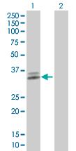 All lanes : Anti-ATP1B3 antibody (ab67409) at 1/500 dilutionLane 1 : ATP1B3 293T transfected lysateLane 2 : Non transfected 293T lysateLysates/proteins at 25 µg per lane.SecondaryGoat anti-mouse IgG (H&L)-HRP conjugate at 1/2500 dilution