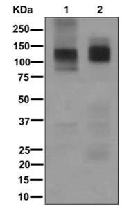 All lanes : Anti-ATP4A antibody [EPR12251] (ab174293) at 1/1000 dilutionLane 1 : Human stomach lysateLane 2 : Rat stomach lysateLysates/proteins at 10 µg per lane.
