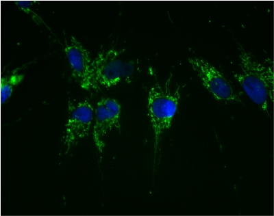 Mitochondrial localization of ATP5A using antibody ab119688. Cultured HeLa cells were fixed, permeabilized and then labeled with 15H4C4-FITC (1 µg/ml). Since the antibody is labeled with FITC no secondary antibody is necessary. 