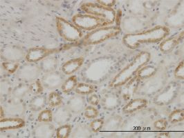 ATP5E antibody (ab54879) used in immunohistochemistry at 3ug/ml on formalin fixed and paraffin embedded human kidney.