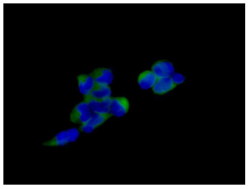Immunofluorescent analysis of formaldehyde fixed 293 cells labeling ABCE1 using ab185548 at a 1/100 dilution. A Goat anti rabbit IgG (Alexa Fluor®488) was used as the secondary at a 1/200 dilution.