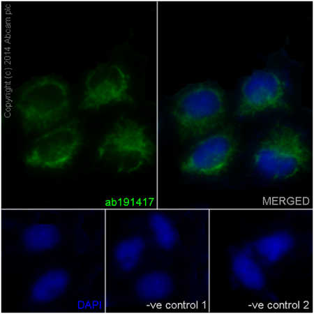 Immunofluorescent analysis of HeLa cells (4% Paraformaldehyde-fixed, 0.1% tritonX-100 permeabilized) labeling ATP5L2 + ATP5L with ab191417 at 1/100 dilution (19μg/mL) followed by Goat anti rabbit IgG (AlexaFluor® 488) (ab150077) secondary at 1/200 dilution and counter-stained with DAPI (blue).Negative controls: anti-ATP5L2 at 1/100 dilution, Secondary ab (Goat anti mouse IgG (Alexa Fluor®594)) at 1/400 dilution.