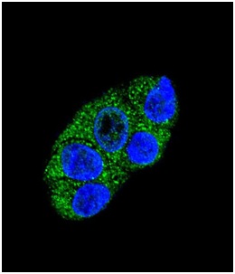 Immunofluorescent analysis of HepG2 cells labelling ATP7b with ab135571 at 1/10 dilution followed by Alexa Fluor® 488-conjugated goat anti-rabbit lgG (green). DAPI was used to stain the cell nuclear (blue).