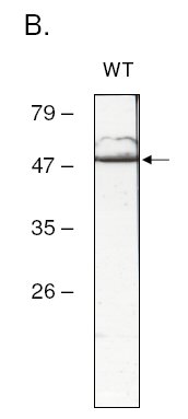 Anti-atpB antibody (ab65378) at 1/500 dilution + Synechocystis sp. PCC 6803 at 5 µg