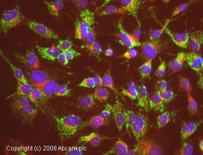 ICC/IF image of ab14730 stained human HepG2 cells. The cells were 4% PFA fixed (10 min) and then incubated in 1%BSA / 10% normal goat serum / 0.3M glycine in 0.1% PBS-Tween for 1h to permeabilise the cells and block non-specific protein-protein interactions. The cells were then incubated with the antibody (ab14730, 5 µg/ml) overnight at +4°C. The secondary antibody (green) was Alexa Fluor® 488 goat anti-mouse IgG (H+L) used at a 1/1000 dilution for 1h. Alexa Fluor® 594 WGA was used to label plasma membranes (red) at a 1/200 dilution for 1h. DAPI was used to stain the cell nuclei (blue). This antibody also gave a positive IF result in HeLa, Hek293 and MCF7 cells. 
