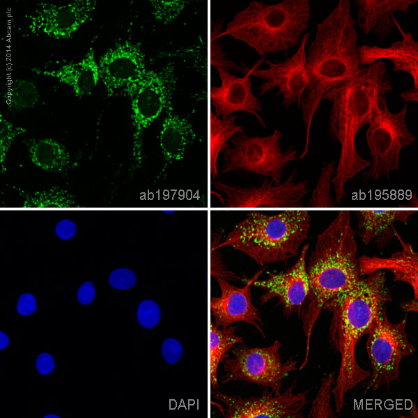 ab197904 staining ATPB in HepG2 cells. The cells were fixed with 4% formaldehyde (10 min), permeabilized with 0.1% Triton X-100 for 5 minutes and then blocked with 1% BSA/10% normal goat serum/0.3M glycine in 0.1% PBS-Tween for 1h. The cells were then incubated overnight at +4°C with ab197904 at a 1/100 dilution (shown in green) and ab195889, Mouse monoclonal to alpha Tubulin (Alexa Fluor® 594), at a 1/250 dilution (shown in red). Nuclear DNA was labelled with DAPI (shown in blue).Image was taken with a confocal microscope (Leica-Microsystems, TCS SP8).This product also gave a positive signal under the same testing conditions in HepG2 cells fixed with 100% methanol (5 min)