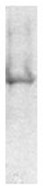 Immunoprecipatation of rat neuronal/glial cell extract using ab5432.