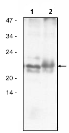 All lanes : Anti-atpF antibody (ab65382) at 1/5000 dilutionLane 1 : Arabidopsis chloroplast proteinsLane 2 : spinach chloroplast proteinsLysates/proteins at 5 µg per lane.developed using the ECL technique