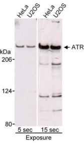 All lanes : Anti-ATR antibody (ab10327) at 0.07 µg/mlLane 1 : HeLa whole cell lysateLane 2 : U2OS whole cell lysateLane 3 : HeLa whole cell lysateLane 4 : U2OS whole cell lysateLysates/proteins at 20 µg per lane.developed using the ECL technique