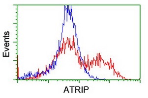 ab128529, at 1/100 dilution staining ATRIP in HEK293T cells transfected with either pCMV6-ENTRY ATRIP overexpress plasmid (Red) or empty vector control plasmid (Blue) by flow cytometry.