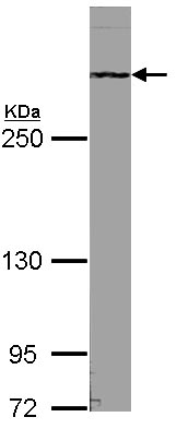 Anti-ATRX antibody (ab97508) at 1/1000 dilution + NIH-3T3 whole cell lysate at 30 µg