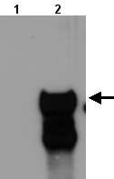 All lanes : Anti-ATRX antibody (ab21830) at 1/1000 dilutionLane 1 : Total protein extract from E. coli with ~50ng to 100ng of a negative control fusion protein with an irrelevant antigen at 20 ugLane 2 : Total protein extract from E. coli with ~50ng to 500ng of the antigen fusion protein at 20 ugSecondaryRabbit anti-mouse IgG + IgM, (H+L) horseradish peroxidase conjugated at 1/5000 dilution