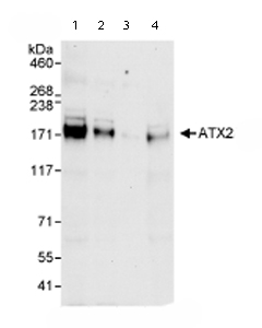 All lanes : Anti-ATX2 antibody (ab72263) at 0.04 µg/mlLane 1 : Whole cell lysate from Hela cells at 50 µgLane 2 : Whole cell lysate from Hela cells at 15 µgLane 3 : Whole cell lysate from Hela cells at 5 µgLane 4 : Whole cell lysate from 293T cells at 50 µg