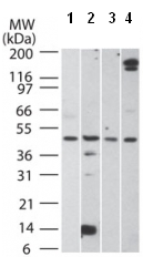 All lanes : Anti-Aurora A antibody (ab47178) at 2 µg/mlLane 1 : HCT-116 lysateLane 2 : Human testis lysateLane 3 : Mouse testis lysateLane 4 : Rat testis lysate