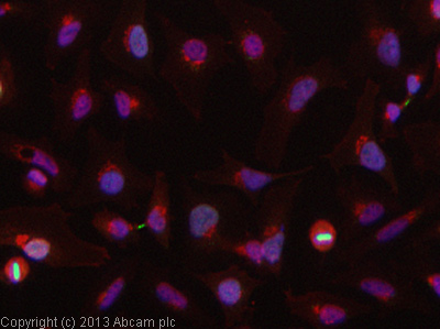 ICC/IF image of ab2254 stained HeLa cells. The cells were 100% methanol fixed (5 min) and then incubated in 1%BSA / 10% normal goat serum / 0.3M glycine in 0.1% PBS-Tween for 1h to permeabilise the cells and block non-specific protein-protein interactions. The cells were then incubated with the antibody (ab2254, 1µg/ml) overnight at +4°C. The secondary antibody (green) was ab96899, DyLight® 488 goat anti-rabbit IgG (H+L) used at a 1/250 dilution for 1h. Alexa Fluor® 594 WGA was used to label plasma membranes (red) at a 1/200 dilution for 1h. DAPI was used to stain the cell nuclei (blue) at a concentration of 1.43µM.