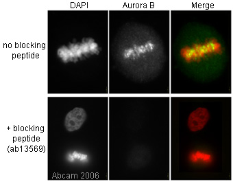 The top panel shows paraformaldehyde fixed HeLa cells stained with ab2254 (1/1000) and counterstained with DAPI (red). Staining with ab2254 is shown in green. In the lower panel the staining with ab2254 is quenched by the addition of the blocking peptide, ab13569.