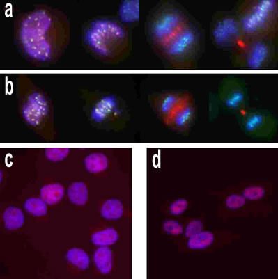 Immunofluorescence in human cells using Rabbit polyclonal to Aurora B (red), DAPI (blue) and CREST serum (binds to centromeres)(green).(a) HeLa cells - transition from interphase (left) through mitosis(b) RPE-1 cells - as in (a)(c) HeLa cells - interphase(d) RPE-1 cells - interphase