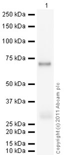 developed using the ECL techniquePerformed under reducing conditions.