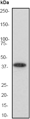Anti-Aurora B antibody [EP1009Y] (ab45145) at 1/50000 dilution + HeLa cell lysate