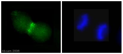 SKN-SH cells were fixed in 4% paraformaldehyde for 10 mins, permeabilized in PBS-0.5% Triton X-100 for 5 mins and incubated for 30 minutes with ab3609 (1/50 dilution). The slides were blocked with 4mg/ml BSA. The slides were rinsed once in PBS-Triton (0.1%), twice in PBS then incubated with the secondary antibody for 30 mins. The DNA is stained with DAPI (blue). Staining with ab3609 can be seen in green.