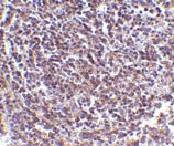 ab45410 at 5µg/ml staining AVEN in human spleen tissue by IHC