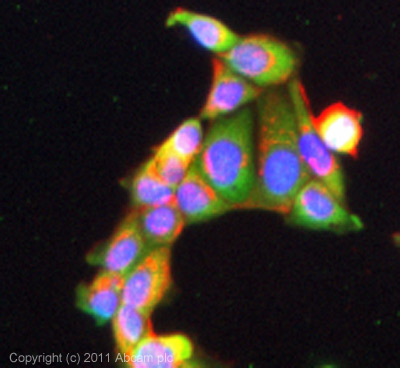ICC/IF image of ab87116 stained MCF7 cells. The cells were 100% methanol fixed (5 min) and then incubated in 1%BSA / 10% normal goat serum / 0.3M glycine in 0.1% PBS-Tween for 1h to permeabilise the cells and block non-specific protein-protein interactions. The cells were then incubated with the antibody (ab87116, 5µg/ml) overnight at +4°C. The secondary antibody (green) was ab96899 Dylight® 488 goat anti-rabbit IgG (H+L) used at a 1/250 dilution for 1h. Alexa Fluor® 594 WGA was used to label plasma membranes (red) at a 1/200 dilution for 1h. DAPI was used to stain the cell nuclei (blue) at a concentration of 1.43µM.