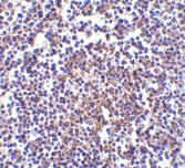 ab45409 at 5µg/ml staining AVEN in human spleen tissue by IHC
