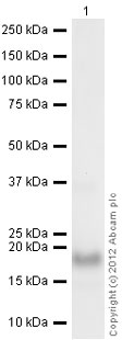 Anti-Avidin antibody (ab6675) at 1/1000 dilution + Active chicken Avidin full length protein (ab73656) at 0.001 µgSecondaryGoat Anti-Rabbit IgG H&L (HRP) preadsorbed (ab97080) at 1/5000 dilutiondeveloped using the ECL techniquePerformed under reducing conditions.Exposure time :  30 seconds
