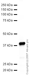 Anti-Axin 2 antibody (ab32197) at 1 µg/ml + AXIN2 partial recombinant tagged protein at 0.1 µgSecondaryIRDye 680 Conjugated Goat Anti-Rabbit IgG at 1/10000 dilutionPerformed under reducing conditions.