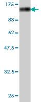 Western blot against tagged recombinant protein immunogen using ab57565 AXUD1 antibody at 1ug/ml.