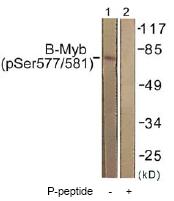 All lanes : Anti-B MyB (phospho S577 + S581) antibody (ab61000) at 1/500 dilutionLane 1 : extracts from K562 cellsLane 2 : extracts from K562 cells with immunizing phosphopeptide