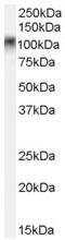 Anti-B MyB antibody (ab53511) at 0.1 µg/ml + Rat stomach lysate (35µg protein in RIPA buffer)