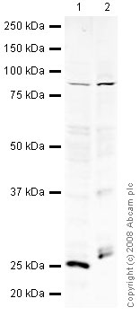 All lanes : Anti-B Raf antibody (ab40899) at 1 µg/mlLane 1 : Brain (Human) Tissue Lysate - adult normal tissue (ab29466)Lane 2 : Brain (Rat) Rat Tissue LysateLysates/proteins at 10 µg per lane.SecondaryIRDye 680 Conjugated Goat Anti-Rabbit IgG (H+L) at 1/10000 dilutionPerformed under reducing conditions.