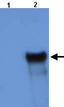 All lanes : Anti-ABF1 antibody (ab21760) at 1/1000 dilutionLane 1 : Total protein extract from E. coli with ~50ng to 100ng of a negative control fusion protein with an irrelevant antigen at 20 ugLane 2 : Total protein extract from E. coli with ~50ng to 500ng of the antigen fusion protein at 20 ug SecondaryRabbit anti-mouse IgG + IgM, (H+L) horseradish peroxidase conjugated at 1/5000 dilutionPerformed under reducing conditions.