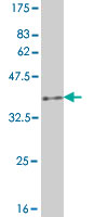 Western blot against tagged recombinant protein immunogen using ab56960 B3GNT1 antibody at 1ug/ml.
