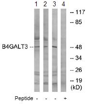 All lanes : Anti-B4GALT3 antibody (ab74825) at 1/500 dilutionLane 1 : extracts from HepG2 cellsLane 2 : extracts from HeLa cellsLane 3 : extracts from Jurkat cellsLane 4 : extracts from Jurkat cells with immunizing peptide at 10 µgLysates/proteins at 30 µg per lane.