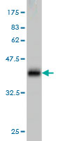Western blot against tagged recombinant protein immunogen using ab57784 B4GALT4 antibody at 1ug/ml.