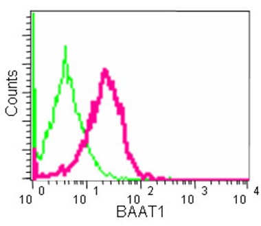 Flow cytometric analysis of HeLa cells (paraformaldehyde-fixed, 2%) labeling BAAT1 with ab181855 at 1/10 dilution (red) or a rabbit IgG (negative) (green), followed by secondary Goat anti rabbit IgG (FITC) at 1/150 dilution. Isotype control Rabbit IgG.