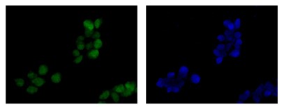Immunofluorescent analysis of 4% paraformaldehyde fixed 293 cells labeling BAAT1 with ab181855 at 1/250 dilution. Secondary antibody Goat anti rabbit IgG(Alexa Fluor®488) at 1/200 dilution, Conterstained with Dapi blue.