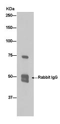 Western blot analysis of immunoprecipitation pellet from 293 cell lysate immunoprecipitated using ab181868 at 1/50 dilution.Secondary: Goat Anti-Rabbit IgG, (H+L), Peroxidase conjugate at 1/1000 dilution.