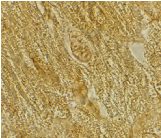 Immunohistochemistry of BACE2 in rat heart tissue with BACE2 antibody at 2 µg/ml.