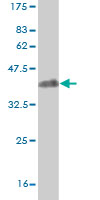 Anti-BACH1.3 antibody (ab54814) at 5 µg/ml + 0.2 µg/lane of recombinant protein with a tagSecondaryGoat anti mouse IgG (H&L)-HRP conjugate at 1/5000 dilution