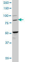 Anti-BACH1.3 antibody (ab54814) at 5 µg/ml + 50 µg/lane of NIH/3T3 cell lysateSecondaryGoat anti mouse IgG (H&L)-HRP conjugate at 1/2500 dilution