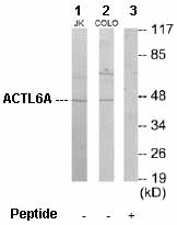 All lanes : Anti-BAF53A antibody (ab64989) at 1/500 dilutionLane 1 : Extracts from Jurkat cells with no immunising peptideLane 2 : Extracts from COLO205 cells with no immunising peptideLane 3 : Extracts from COLO205 cells with immunising peptide at 5 µgLysates/proteins at 5 µg per lane.