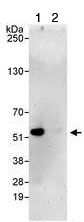 1mg of lysate from HeLa cells was immunoprecipitated using ab70540 at 3ug/mg of lysate (lane 1 or a control rabbit IgG (lane 2). For the subsequent western blot, 20% of immunoprecipitate was loaded per lane, and ab70540 was used at 1ug/ml.