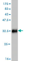 Western blot against tagged recombinant protein immunogen using ab58217 BAF57/SMARCE1 antibody at 1ug/ml.