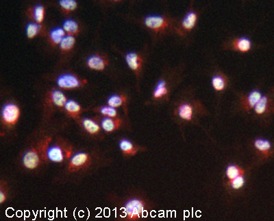ICC/IF image of ab131328 stained HepG2 cells. The cells were 4% formaldehyde fixed (10 min) and then incubated in 1%BSA / 10% normal goat serum / 0.3M glycine in 0.1% PBS-Tween for 1h to permeabilise the cells and block non-specific protein-protein interactions. The cells were then incubated with the antibody (ab131328, 1/100 dilution) overnight at +4°C. The secondary antibody (green) was ab96899, DyLight® 488 goat anti-rabbit IgG (H+L) used at a 1/250 dilution for 1h. Alexa Fluor® 594 WGA was used to label plasma membranes (red) at a 1/200 dilution for 1h. DAPI was used to stain the cell nuclei (blue) at a concentration of 1.43µM.